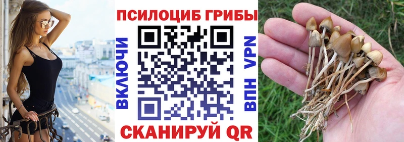 Галлюциногенные грибы MAGIC MUSHROOMS цены Бикин